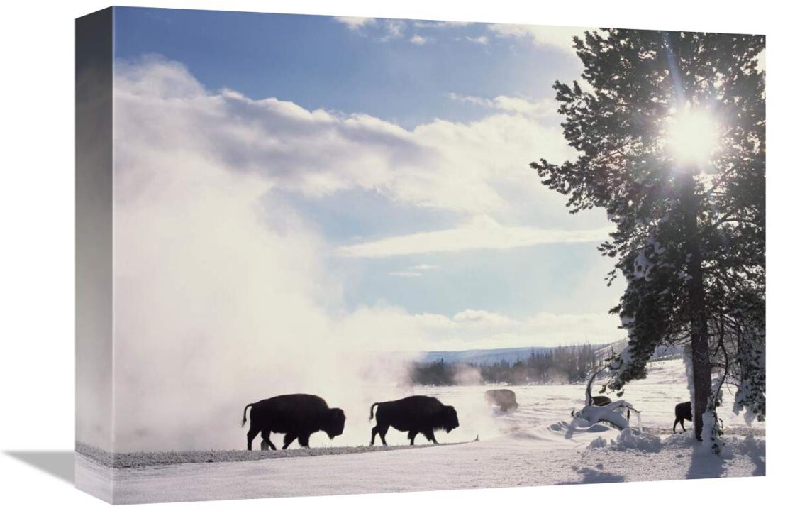 American Bison in winter, Yellowstone National Park, Wyoming-Canvas Art-16x12