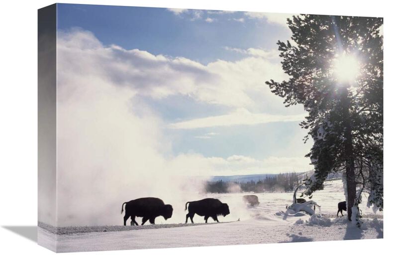 American Bison in winter, Yellowstone National Park, Wyoming-Canvas Art-16x12