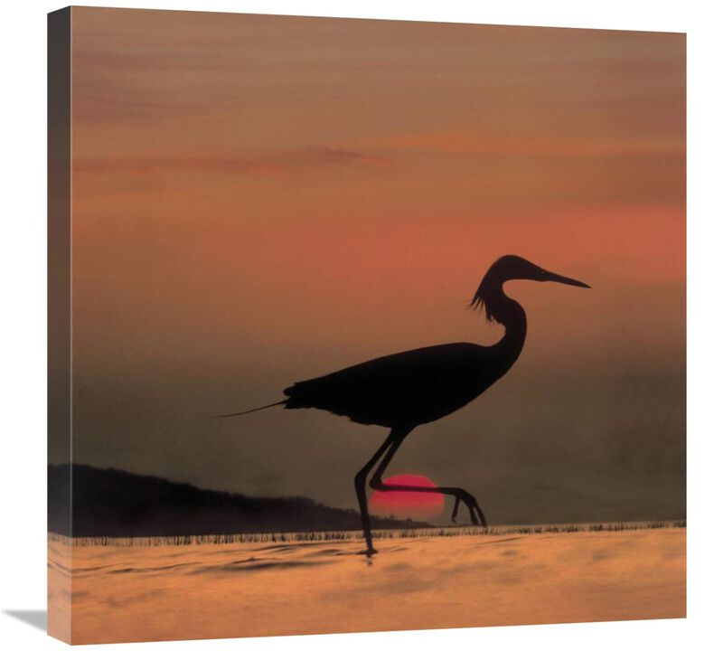 Little Egret silhouetted at sunset, Africa-Canvas Art-24x24