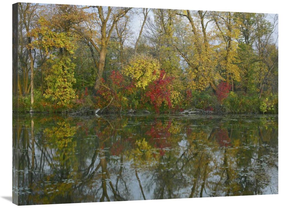 Autumn reflection on Marshs Lake, Spruce Woods Provincial Park, Canada-Canvas Art-40x30