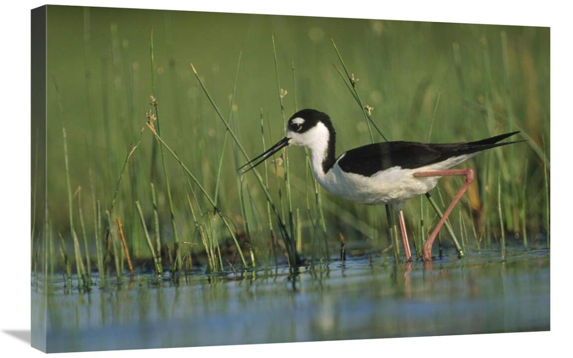 Black-necked Stilt wading through reeds, North America-Canvas Art-30x20