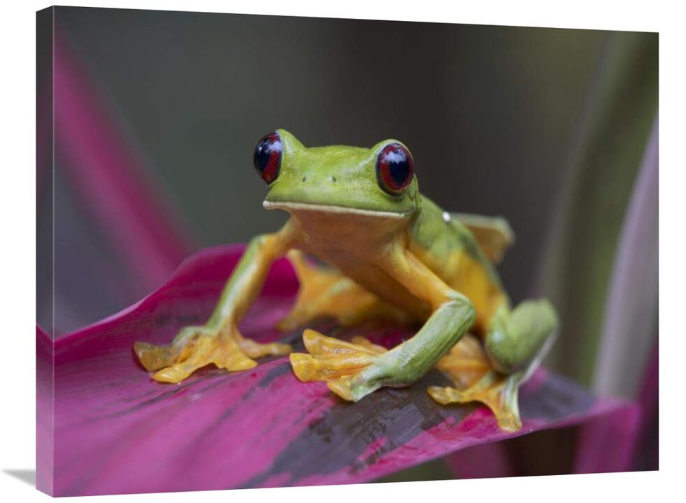 Gliding Leaf Frog portrait, Costa Rica-Canvas Art-32x24