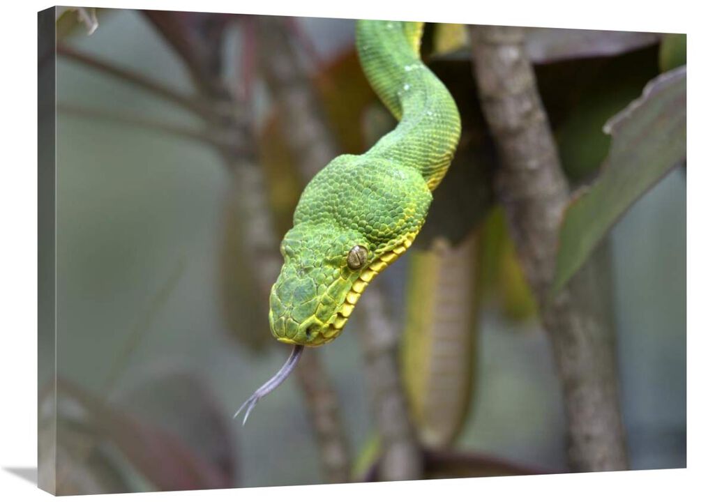 Emerald Tree Boa in tree, Costa Rica-Canvas Art-32x24
