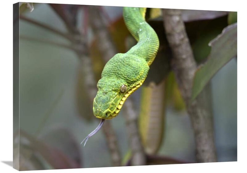 Emerald Tree Boa in tree, Costa Rica-Canvas Art-32x24