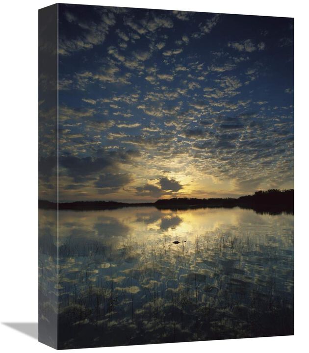 American Alligator in Nine-mile Pond, Everglades National Park, Florida-Canvas Art-12x16