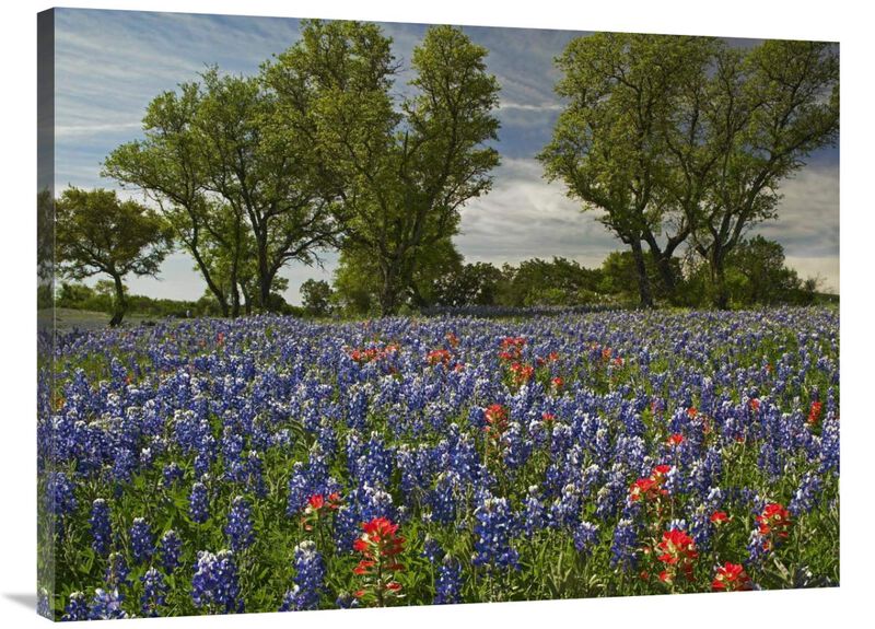 Sand Bluebonnets and Indian Paintbrush in bloom, Hill Country, Texas-Canvas Art-40x30