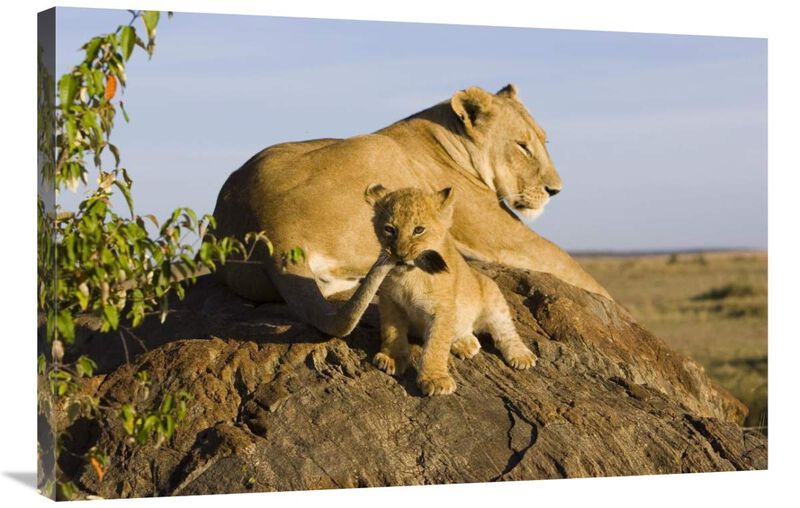 African Lion cub playing with its mothers tail, vulnerable, Masai Mara National Reserve, Kenya-Canvas Art-36x24