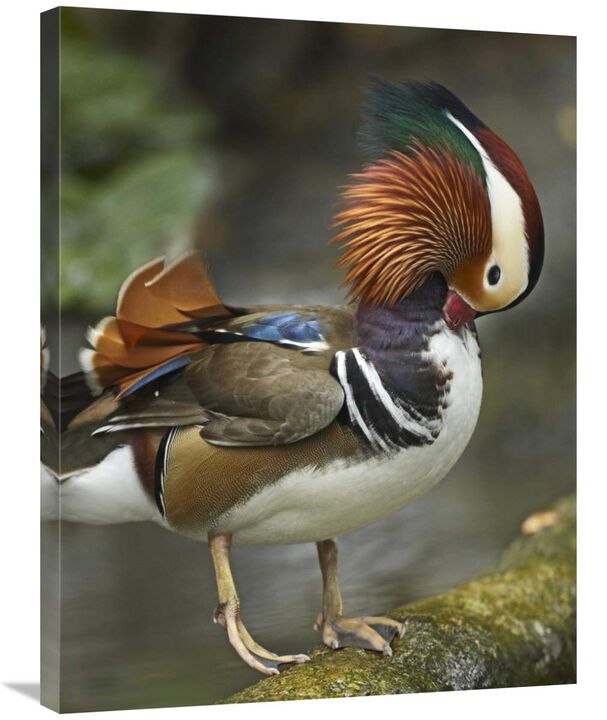 Mandarin Duck male preening, Jurong Bird Park, Singapore-Canvas Art-24x32