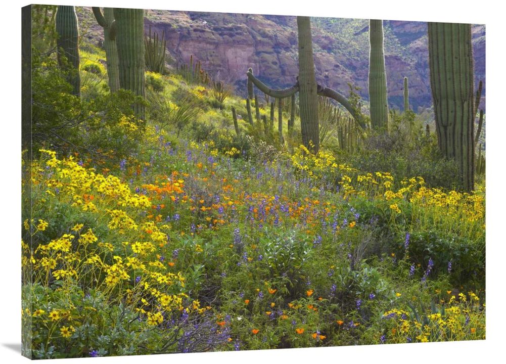 Saguaro amid flowering Lupine, Organ Pipe Cactus National Monument, Arizona-Canvas Art-40x30