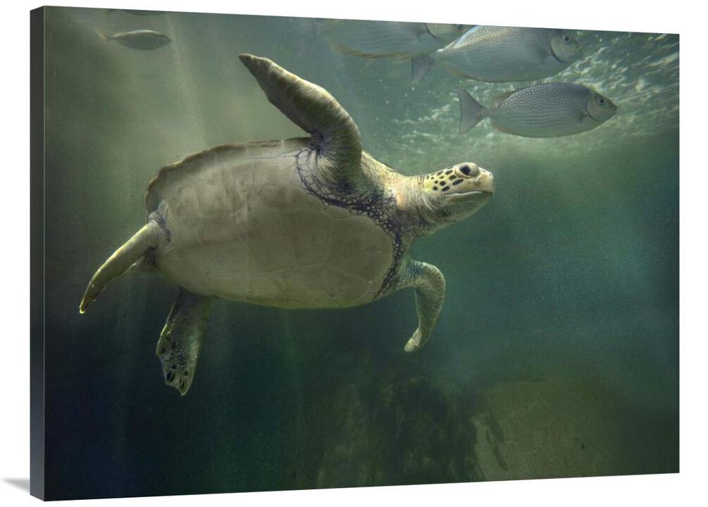 Green Sea Turtle and fish, Sabah, Malaysia-Canvas Art-40x30