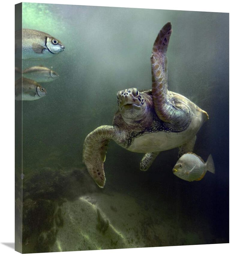 Green Sea Turtle and fish, Sabah, Malaysia-Canvas Art-25.8x30