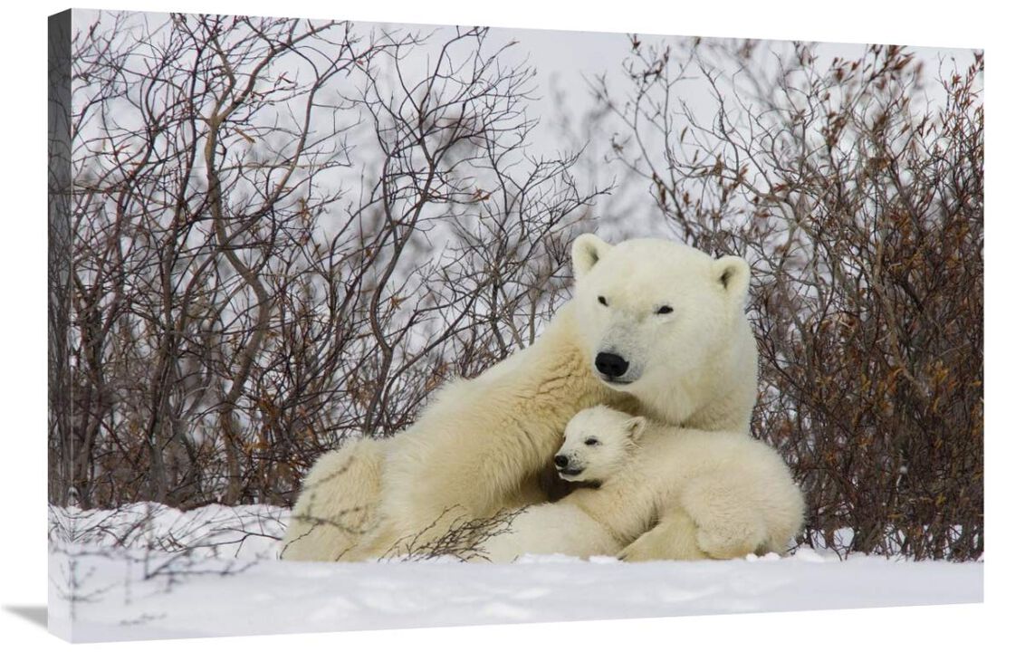 Three month old Polar Bear cubs nursing, Wapusk National Park, Manitoba, Canada-Canvas Art-36x24