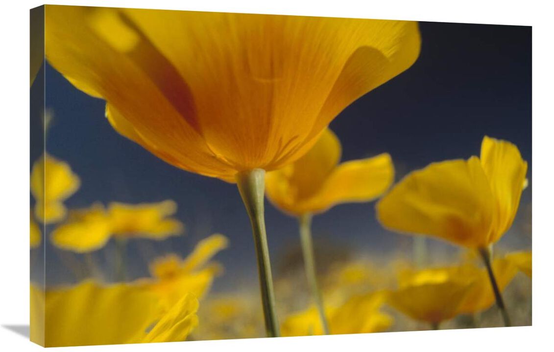 Mexican Golden Poppy detail, New Mexico-Canvas Art-30x20