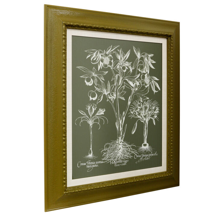 Delicate Besler Botanical I