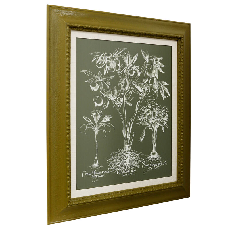 Delicate Besler Botanical I