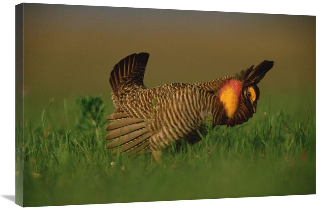 Greater Prairie Chicken male in courtship display, Eagle Lake, Texas-Canvas Art-36x24