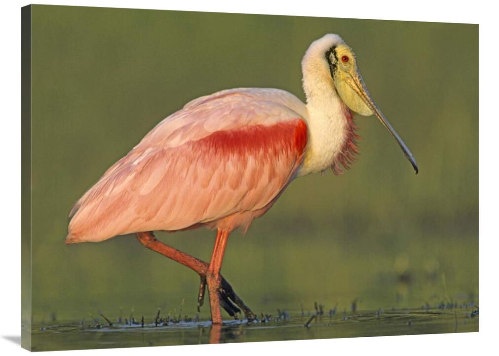 Roseate Spoonbill wading, North America-Canvas Art-40x30