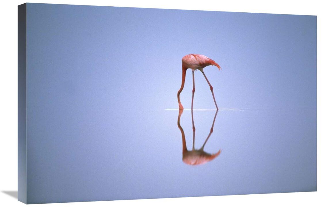 Greater Flamingo feeding, Africa-Canvas Art-30x20