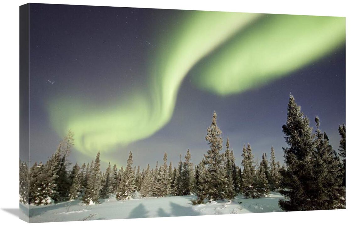 Northern lights or aurora borealis over boreal forest, North America-Canvas Art-30x20