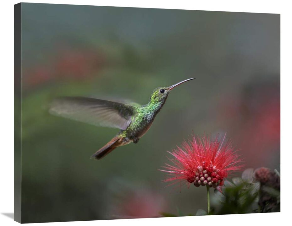 Rufous-tailed Hummingbird at Fairy Duster flower, Costa Rica-Canvas Art-35x28