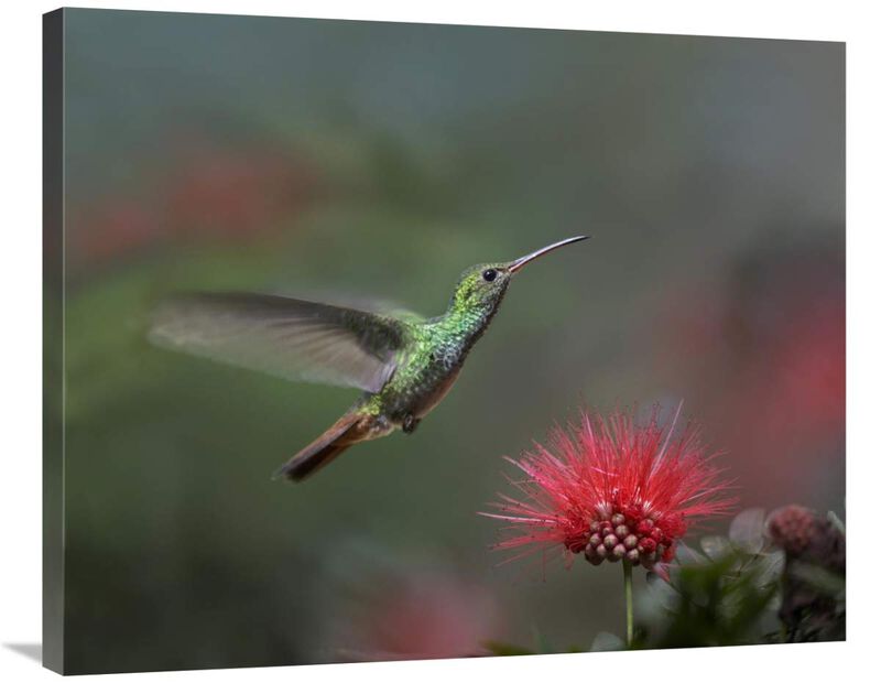 Rufous-tailed Hummingbird at Fairy Duster flower, Costa Rica-Canvas Art-35x28