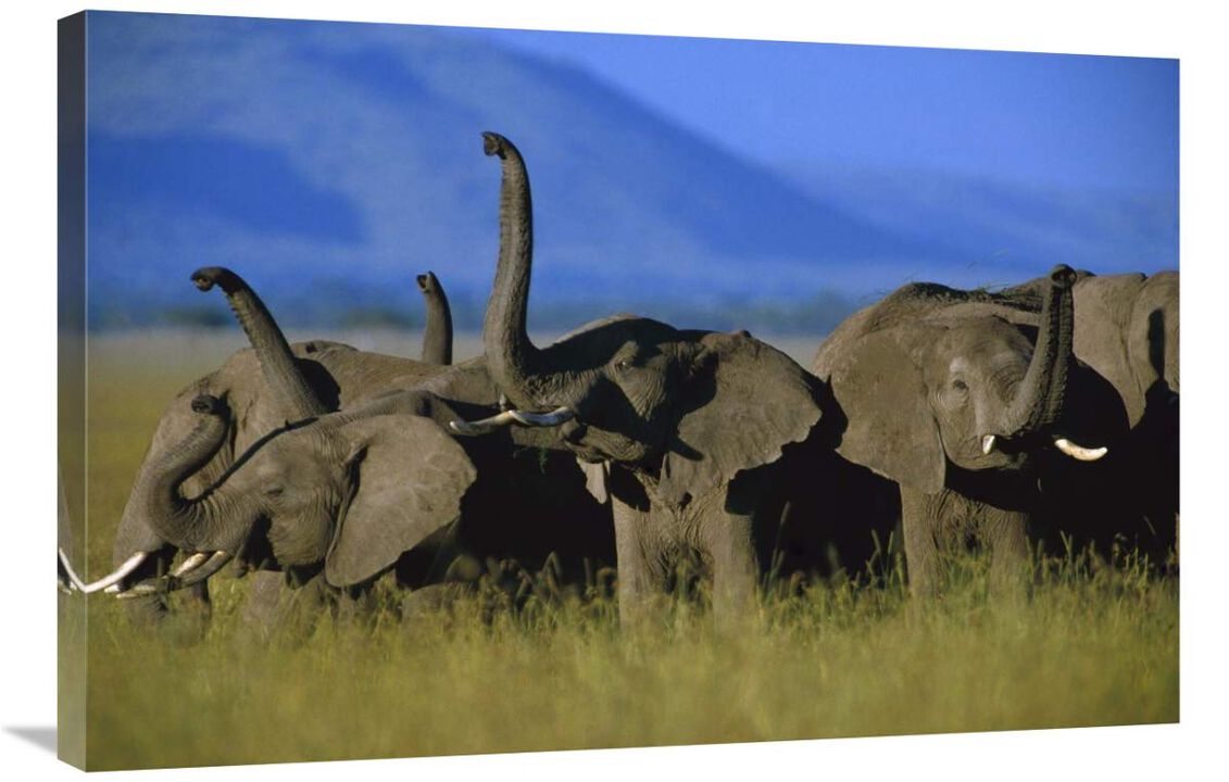 African Elephant herd sniffing the air, Kenya-Canvas Art-36x24