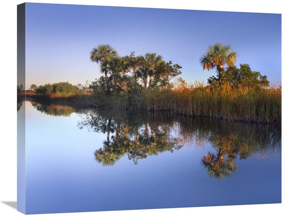 Royal Palms and reeds along waterway, Fakahatchee State Preserve, Florida-Canvas Art-28x22