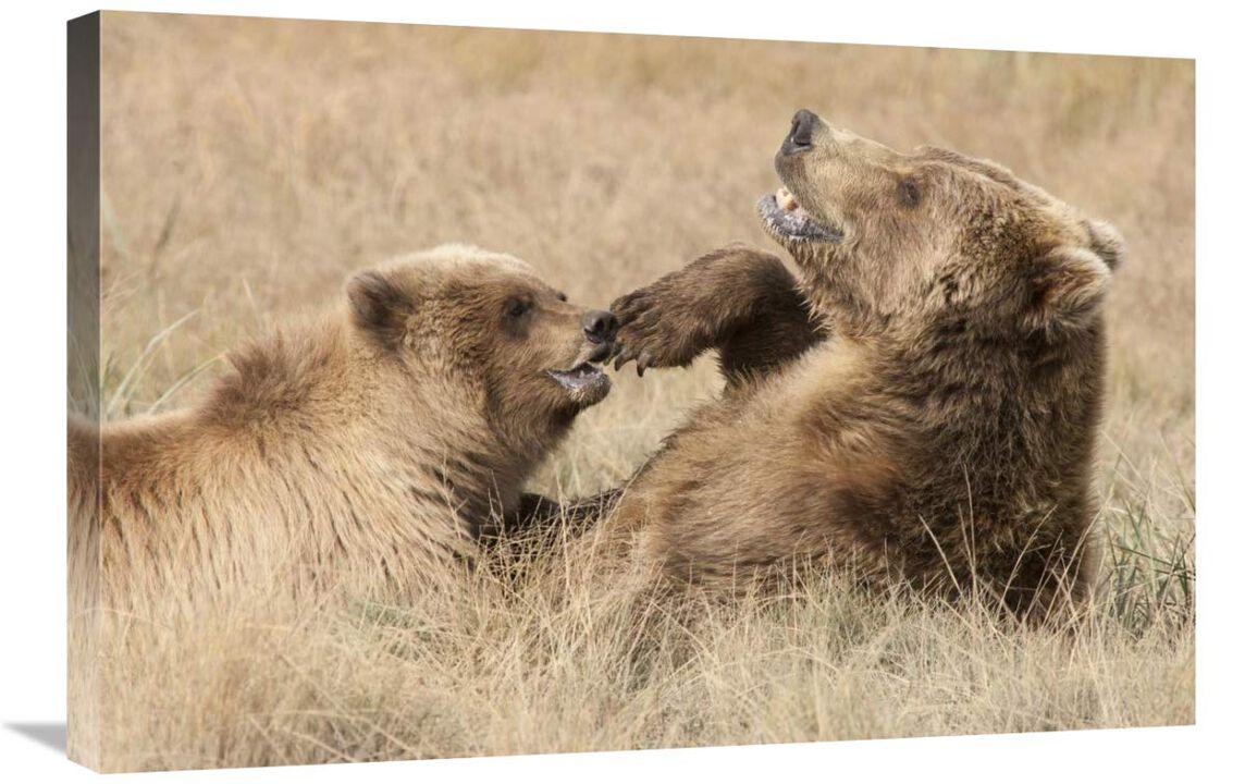 Grizzly Bear mother and cub playing, Katmai National Park, Alaska-Canvas Art-30x20