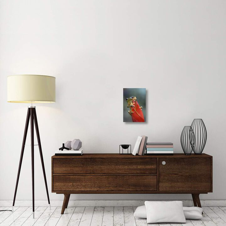 Gliding Leaf Frog on Heliconia, Costa Rica-Canvas Art-12x18