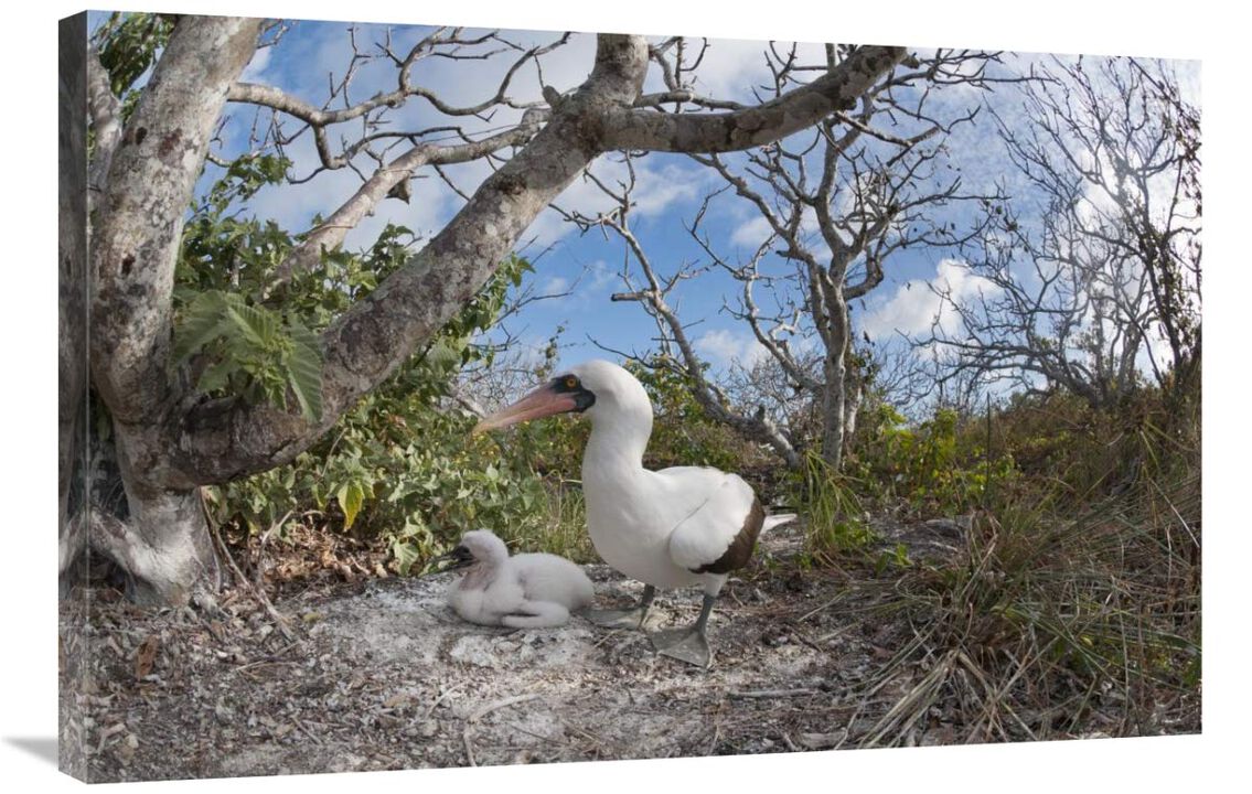 Nazca Booby with chick in nest, Galapagos Islands, Ecuador-Canvas Art-36x24