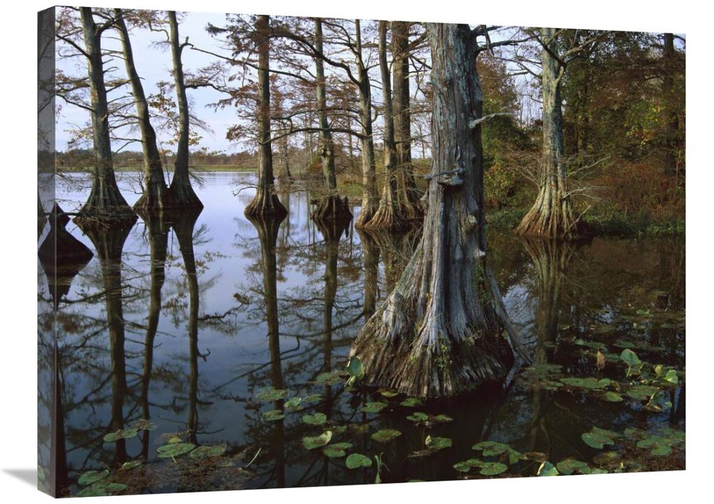 Bald Cypress at upper Blue Basin, Reelfoot National Wildlife Refuge, Tennessee-Canvas Art-32x24