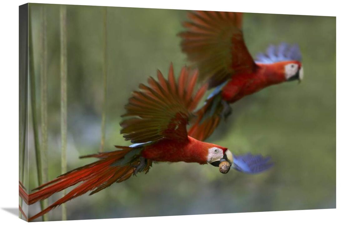 Scarlet Macaw pair flying with palm fruit, Costa Rica-Canvas Art-30x20