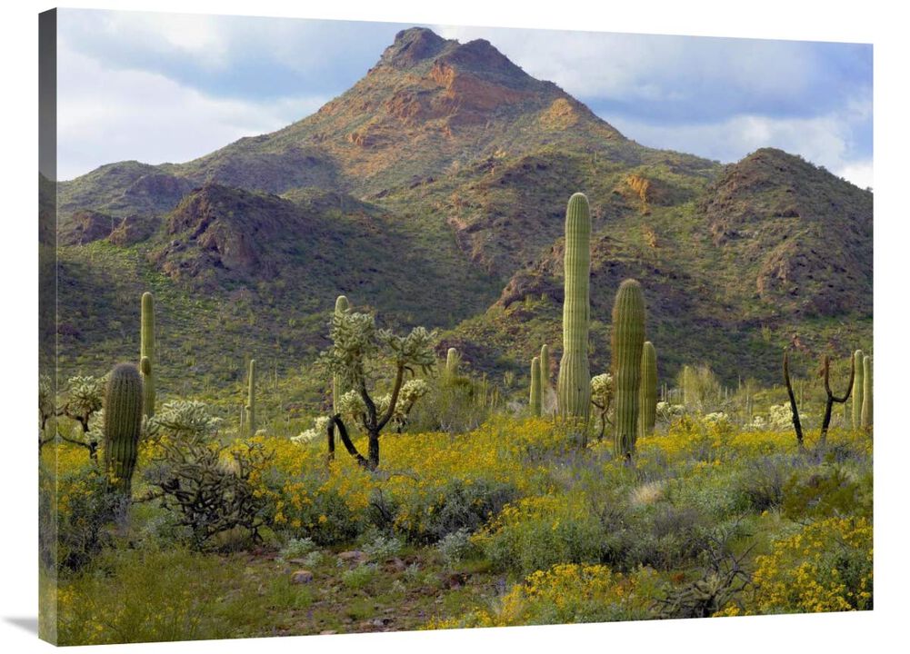 Saguaro and Teddybear Cholla amid flowering Lupine and California Brittlebush-Canvas Art-40x30