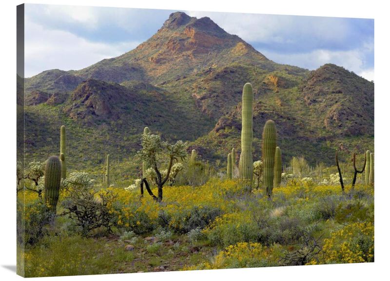 Saguaro and Teddybear Cholla amid flowering Lupine and California Brittlebush-Canvas Art-40x30