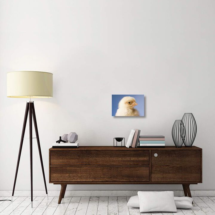 Domestic Chicken, banty morph, hatchling-Canvas Art-18x12