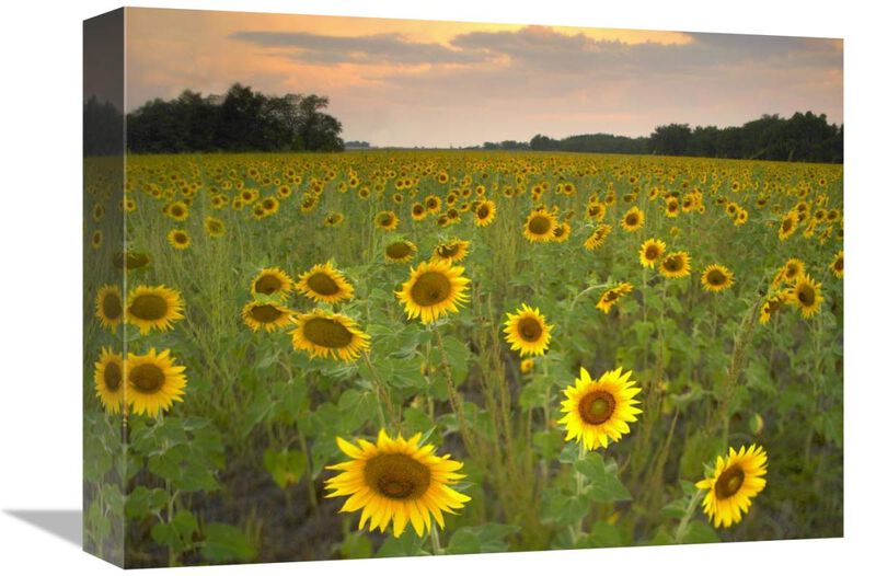 Field of sunflowers, Flint Hills National Wildlife Refuge, Kansas-Canvas Art-16x12