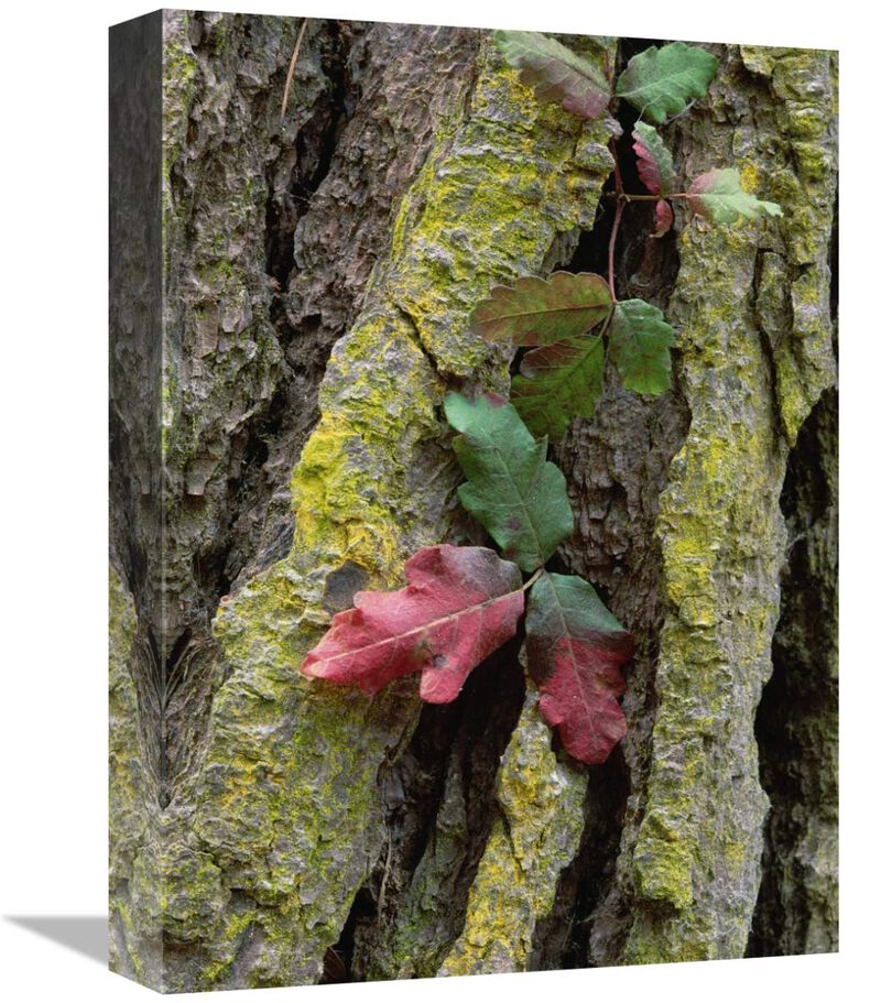 Poison Oak on Monterey Pine bark, Pt Lobos, California-Canvas Art-12x16