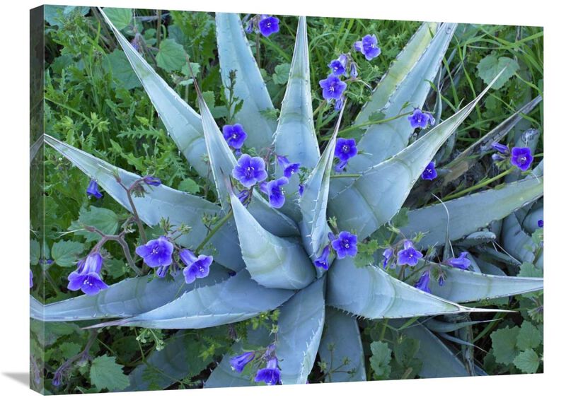 Desert Bluebell and Agave North America-Canvas Art-32x24