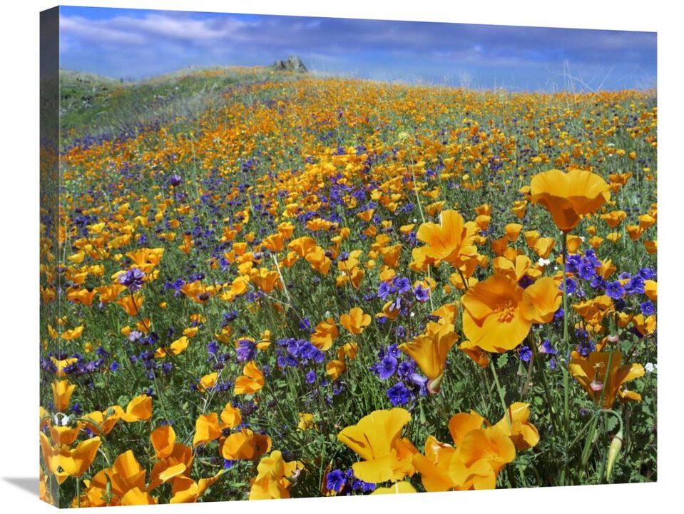 California Poppy and Desert Bluebell flowers, Antelope Valley, California-Canvas Art-28x22
