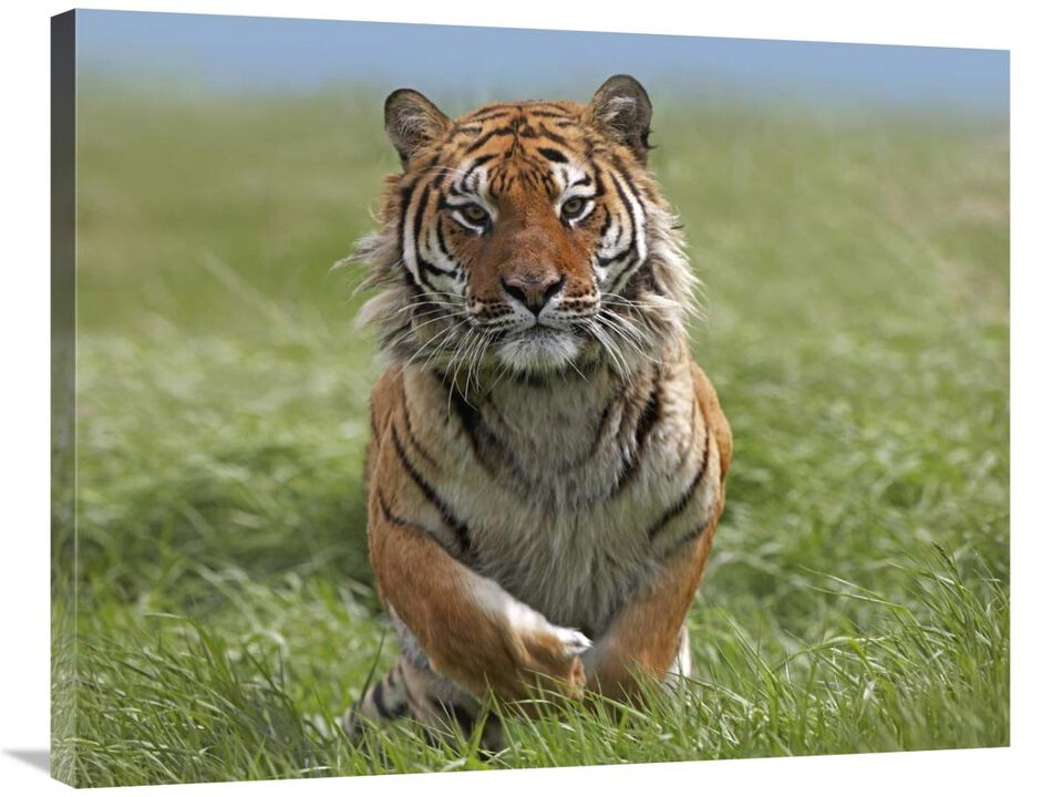 Siberian Tiger running, native to Russia-Canvas Art-35x28