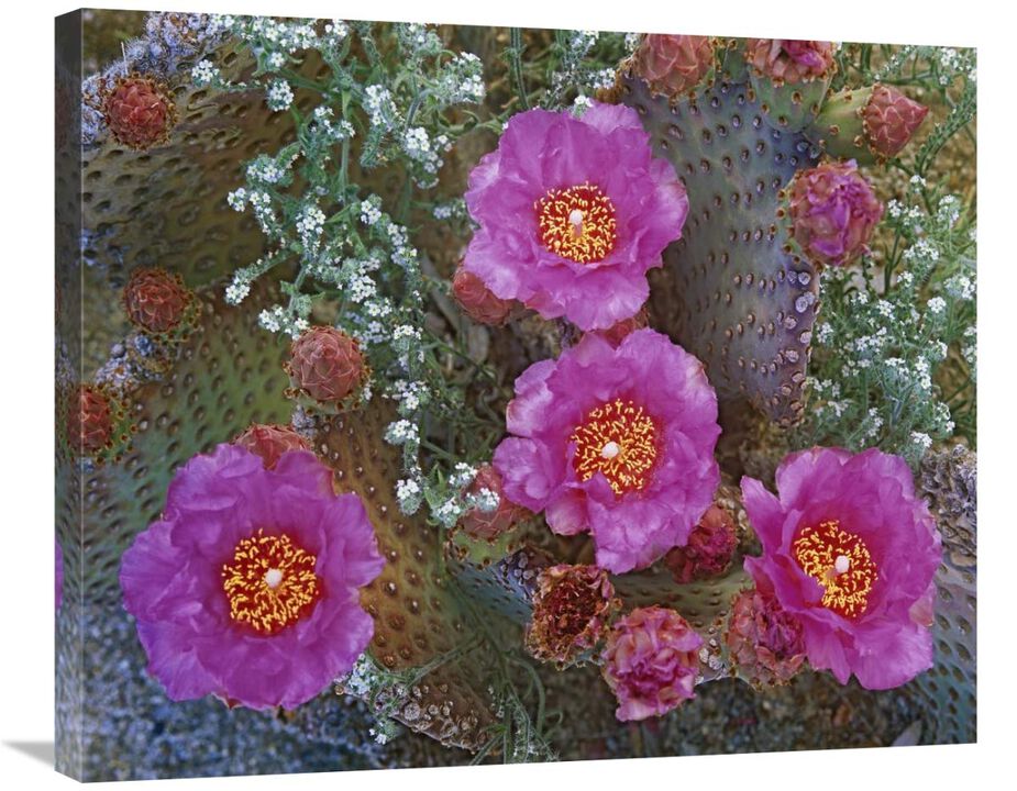 Beavertail Cactus flowering, Arizona-Canvas Art-30x24.9