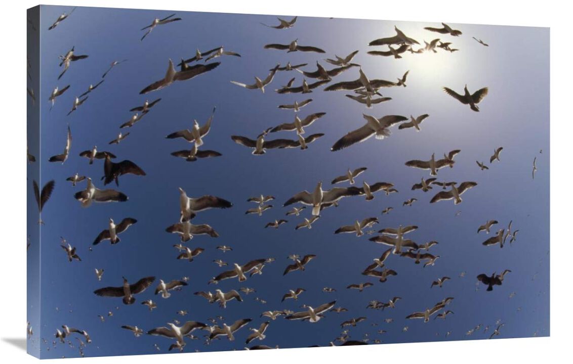 Western Gulls flying, North America-Canvas Art-36x24