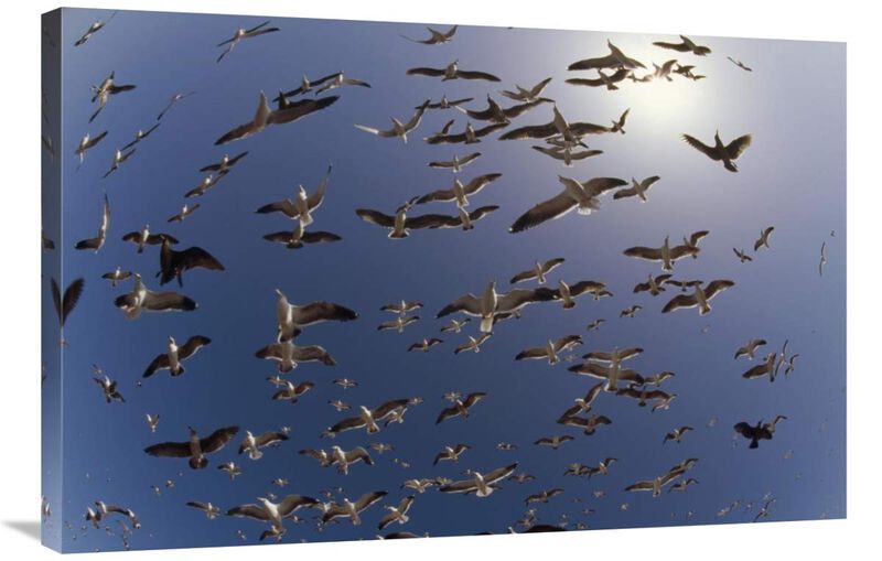 Western Gulls flying, North America-Canvas Art-36x24