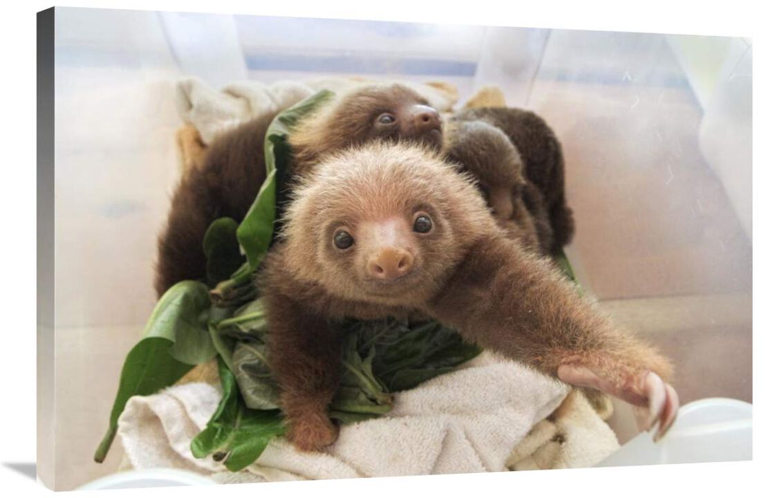 Hoffmanns Two-toed Sloth orphaned babies, Aviarios Sloth Sanctuary, Costa Rica-Canvas Art-36x24