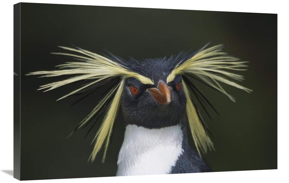 Rockhopper Penguin portrait, Gough Island, South Atlantic-Canvas Art-36x24