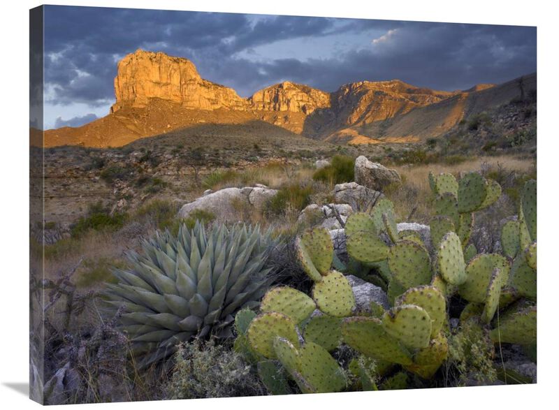 Opuntia cactus and Agave, Guadalupe Mountains National Park, Chihuahuan Desert, Texas-Canvas Art-32x24
