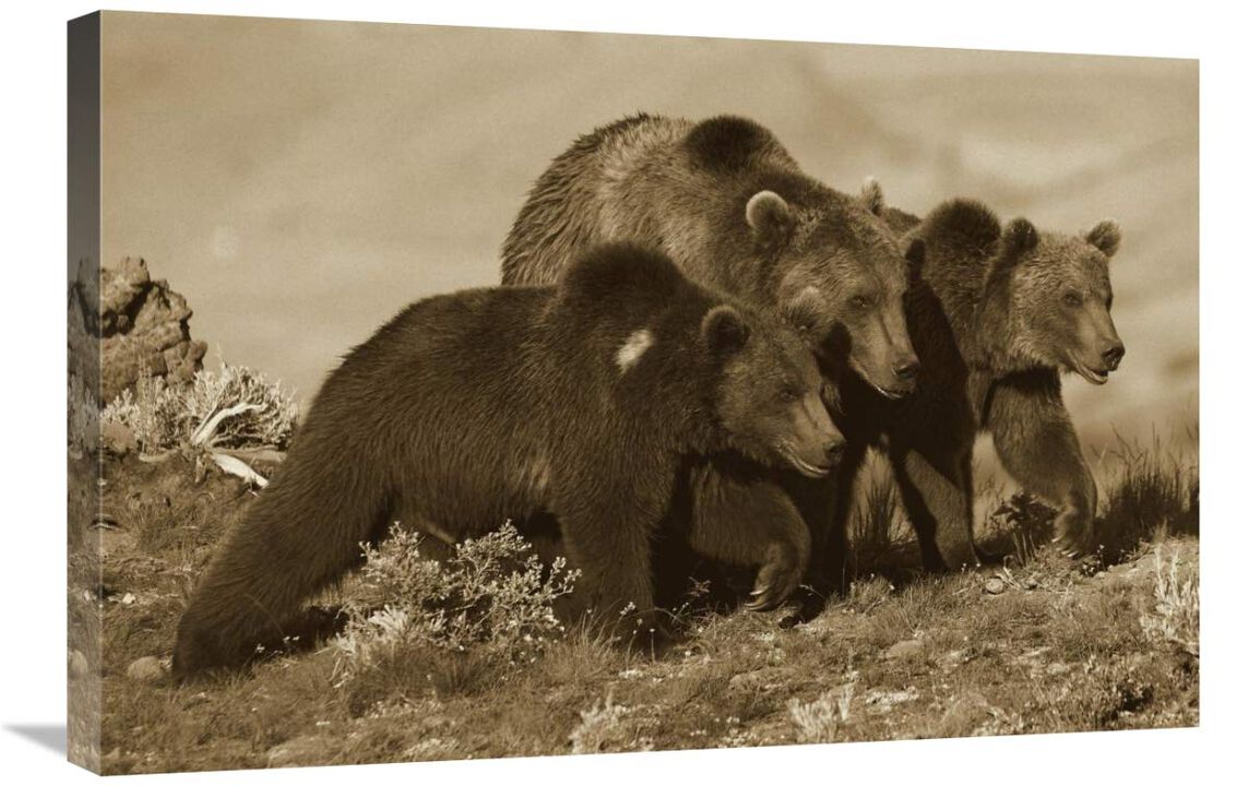 Grizzly Bear mother with two one year old cubs, North America-Canvas Art-30x20