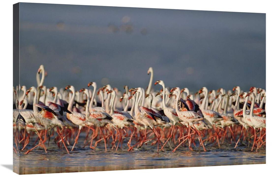 Greater Flamingo and Lesser Flamingo flock in a mass courtship dance, Lake Nakuru, Kenya-Canvas Art-36x24