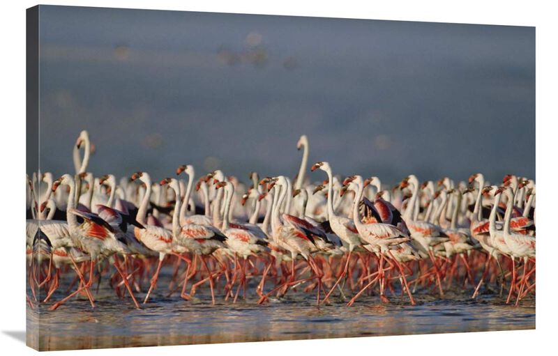 Greater Flamingo and Lesser Flamingo flock in a mass courtship dance, Lake Nakuru, Kenya-Canvas Art-36x24