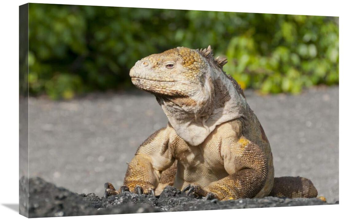 Galapagos Land Iguana basking, Galapagos Islands, Ecuador-Canvas Art-30x20